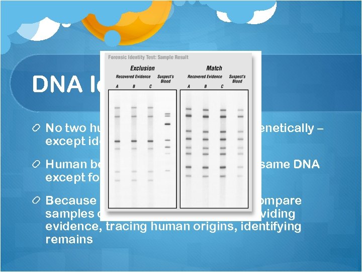 DNA Identification No two human beings are identical genetically – except identical twins Human