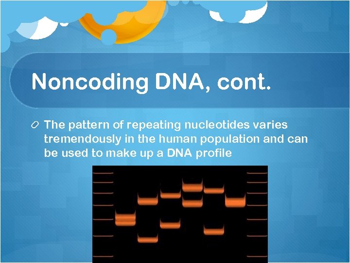 Noncoding DNA, cont. The pattern of repeating nucleotides varies tremendously in the human population