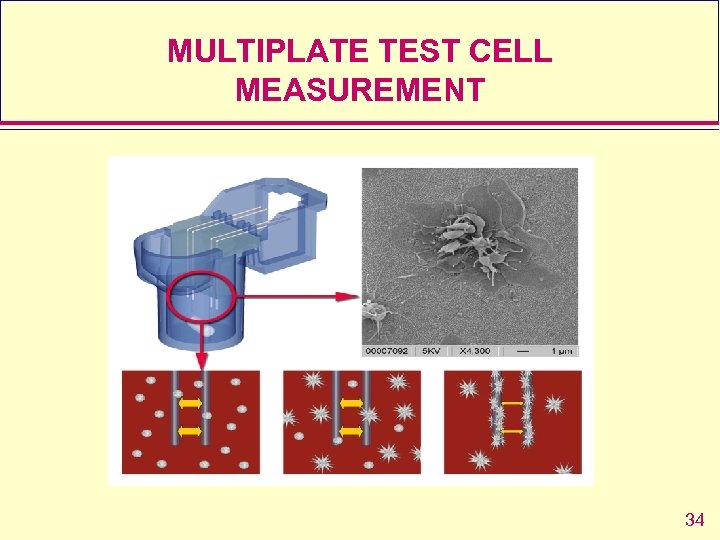 MULTIPLATE TEST CELL MEASUREMENT 34 