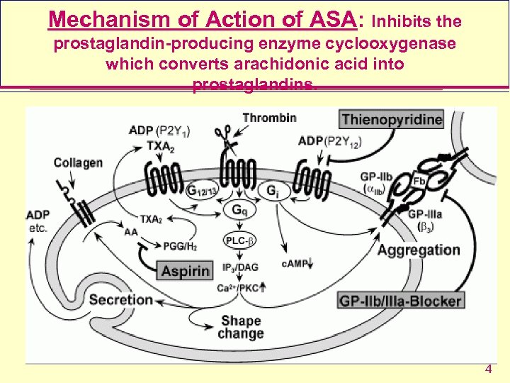 Mechanism of Action of ASA: Inhibits the prostaglandin-producing enzyme cyclooxygenase which converts arachidonic acid