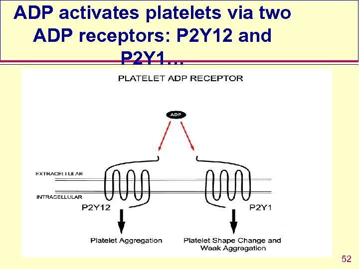 ADP activates platelets via two ADP receptors: P 2 Y 12 and P 2