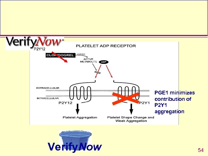 PGE 1 minimizes contribution of P 2 Y 1 aggregation Verify. Now 54 