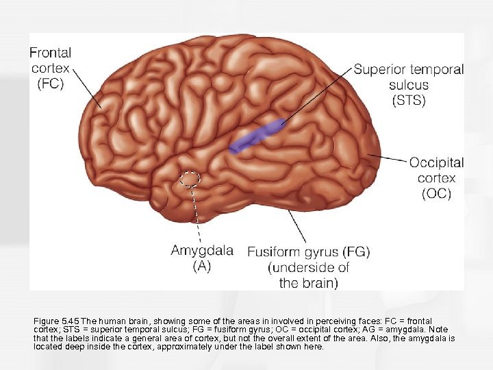 Figure 5. 45 The human brain, showing some of the areas in involved in