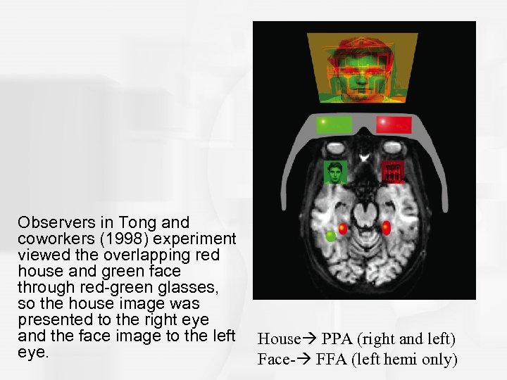 Observers in Tong and coworkers (1998) experiment viewed the overlapping red house and green