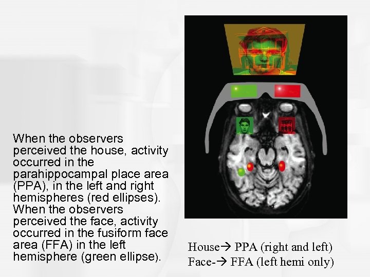 When the observers perceived the house, activity occurred in the parahippocampal place area (PPA),