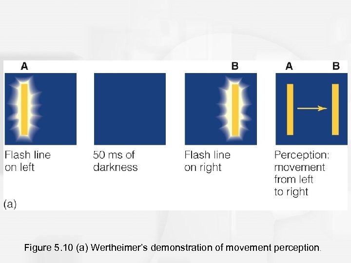 Figure 5. 10 (a) Wertheimer’s demonstration of movement perception. 