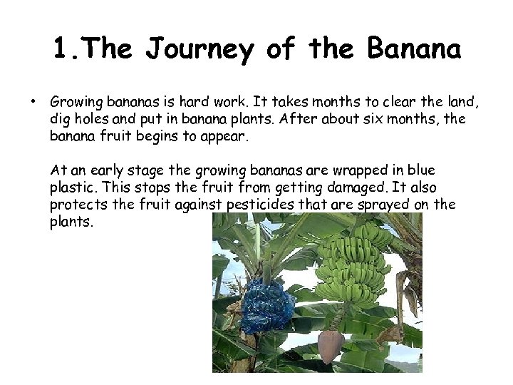 1. The Journey of the Banana • Growing bananas is hard work. It takes