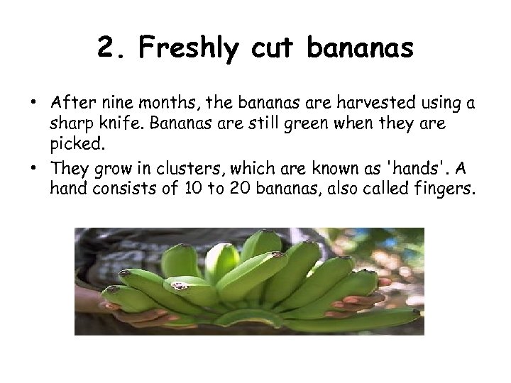 2. Freshly cut bananas • After nine months, the bananas are harvested using a