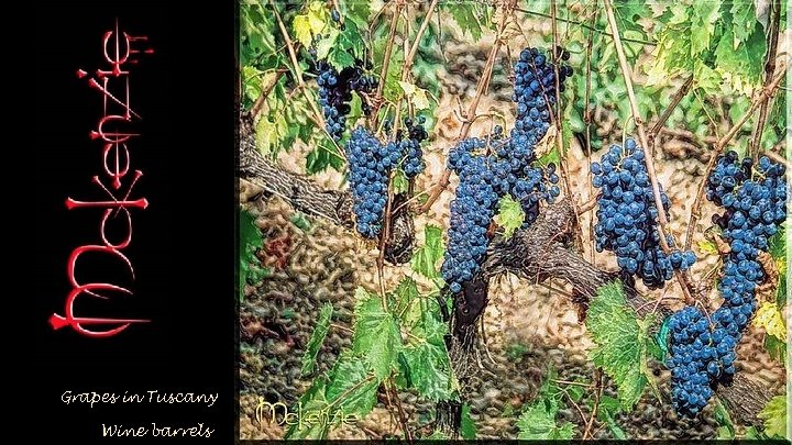 Grapes in Tuscany Wine barrels 