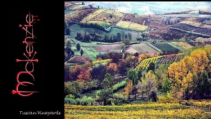 Tuscan Vineyards 