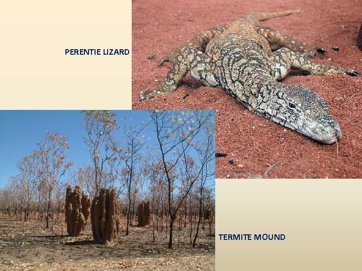 PERENTIE LIZARD TERMITE MOUND 