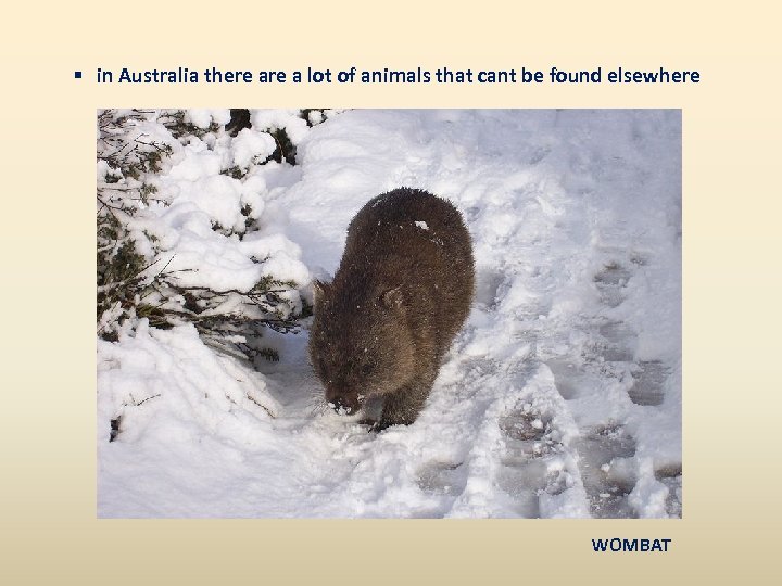 § in Australia there a lot of animals that cant be found elsewhere WOMBAT