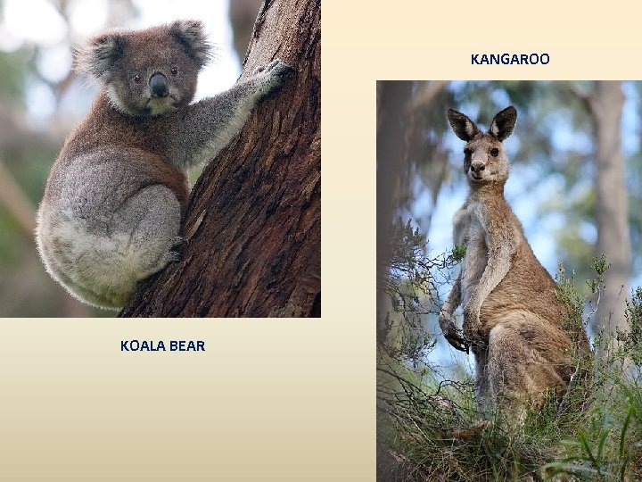 KANGAROO KOALA BEAR 