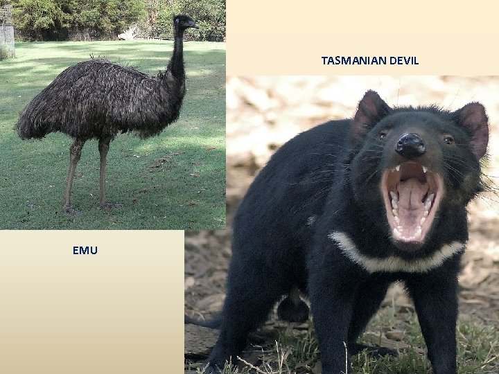 TASMANIAN DEVIL EMU 