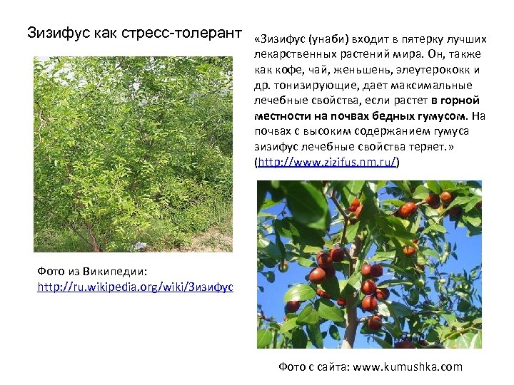 Зизифус как стресс-толерант «Зизифус (унаби) входит в пятерку лучших лекарственных растений мира. Он, также