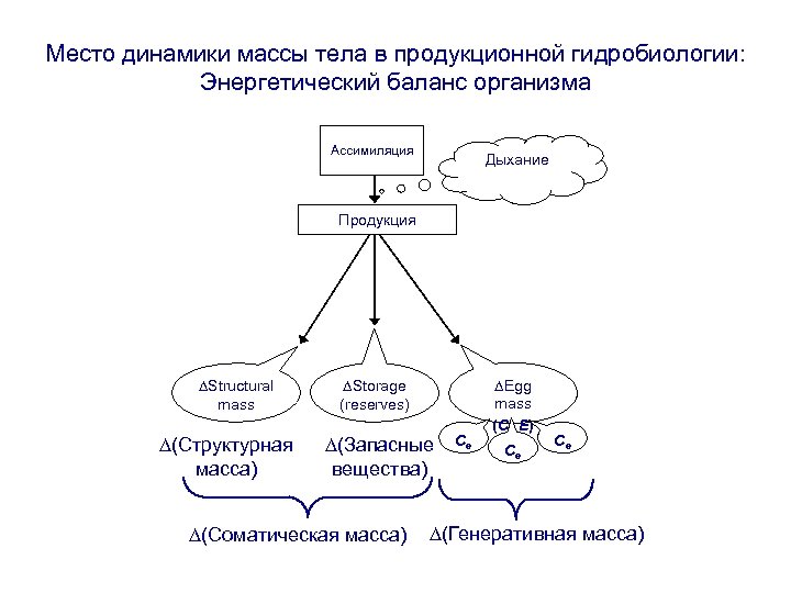 Место динамики массы тела в продукционной гидробиологии: Энергетический баланс организма Ассимиляция Дыхание Продукция ∆Structural
