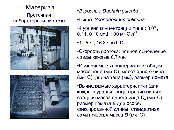 Материал Проточная лабораторная система • Взрослые Daphnia galeata • Пища: Scenedesmus obliquus • 4