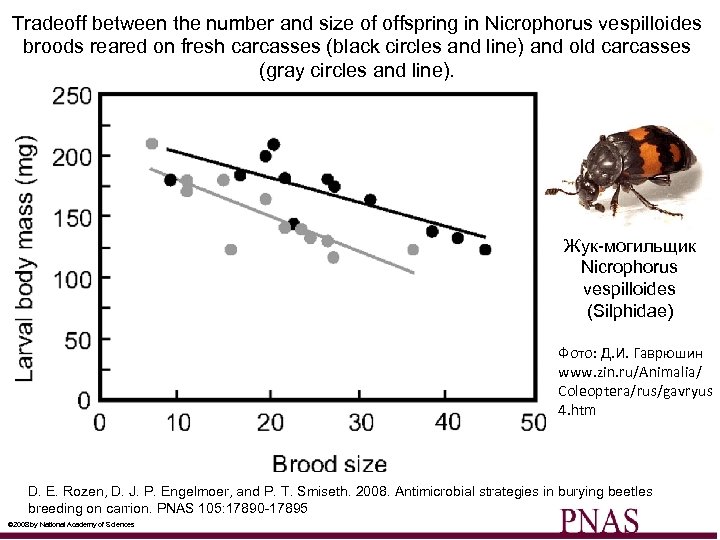 Tradeoff between the number and size of offspring in Nicrophorus vespilloides broods reared on