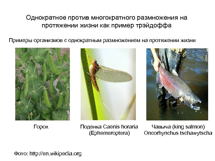 Однократное против многократного размножения на протяжении жизни как пример трэйдоффа Примеры организмов с однократным