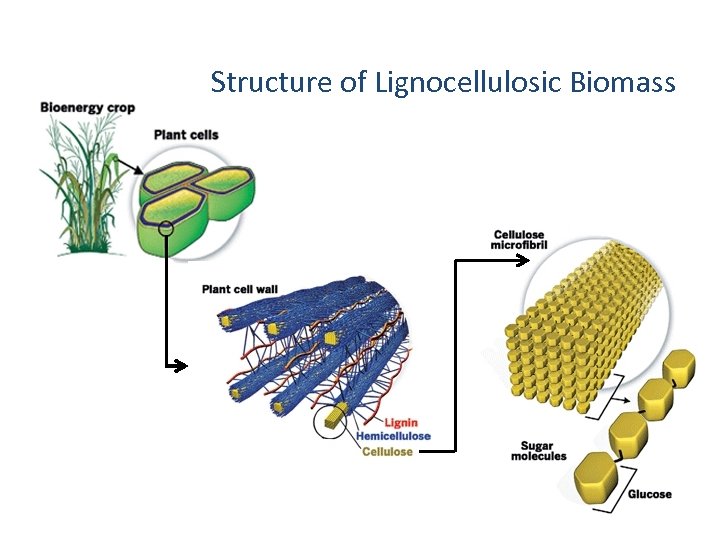 Structure of Lignocellulosic Biomass 