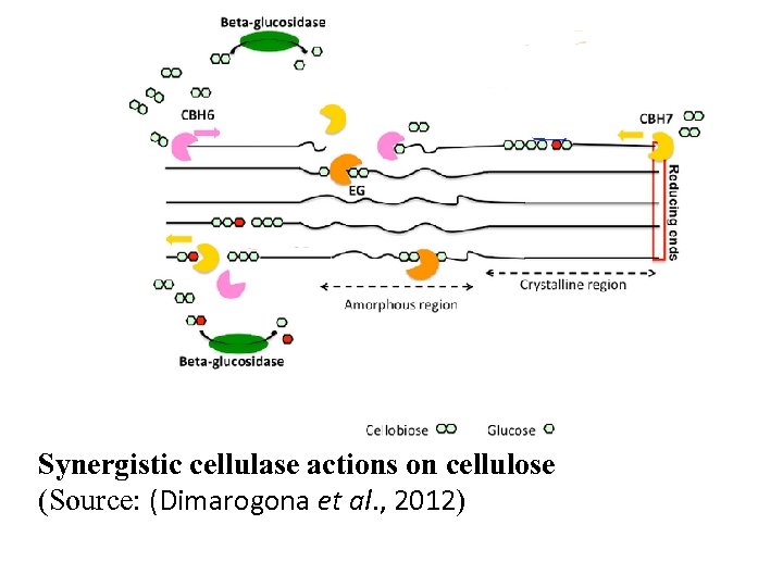 Synergistic cellulase actions on cellulose (Source: (Dimarogona et al. , 2012) 