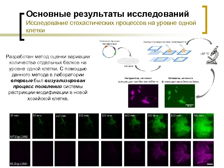 Основные результаты исследований Исследование стохастических процессов на уровне одной клетки Разработан метод оценки вариации