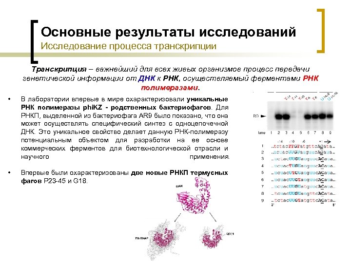 Основные результаты исследований Исследование процесса транскрипции Транскрипция – важнейший для всех живых организмов процесс