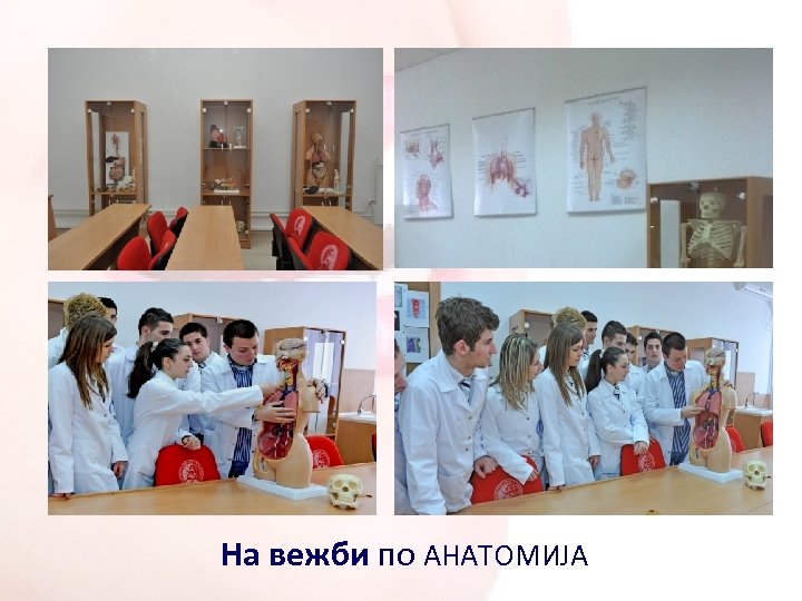 На вежби по АНАТОМИЈА 