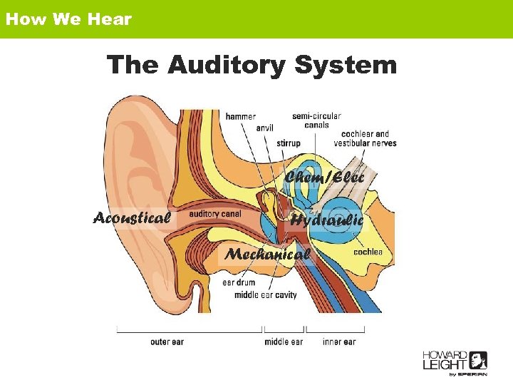 How We Hear The Auditory System Chem/Elec Acoustical Hydraulic Mechanical 