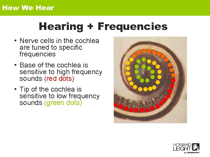 How We Hearing + Frequencies • Nerve cells in the cochlea are tuned to