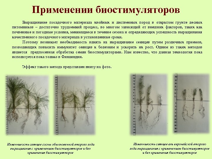 Применении биостимуляторов Выращивание посадочного материала хвойных и лиственных пород в открытом грунте лесных питомников