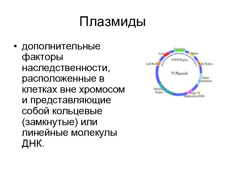 Плазмиды • дополнительные факторы наследственности, расположенные в клетках вне хромосом и представляющие собой кольцевые