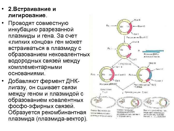 Методы введения плазмид. Плазмида генная инженерия. Рекомбинантных плазмид. Схема клонирования рекомбинантной ДНК. Синтез рекомбинантных ДНК.