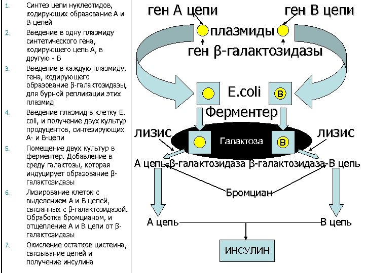 1. 2. 3. 4. 5. 6. 7. Синтез цепи нуклеотидов, кодирующих образование А и