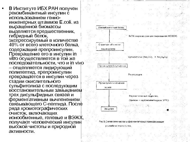 Схема получения инсулина