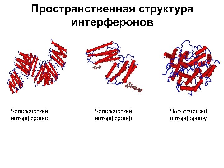 Пространственная структура интерферонов Человеческий интерферон-α Человеческий интерферон-β Человеческий интерферон-γ 