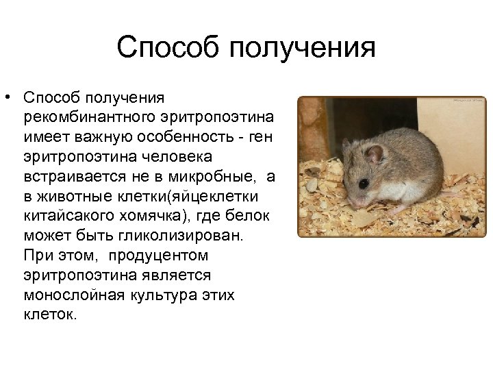 Способ получения • Способ получения рекомбинантного эритропоэтина имеет важную особенность - ген эритропоэтина человека