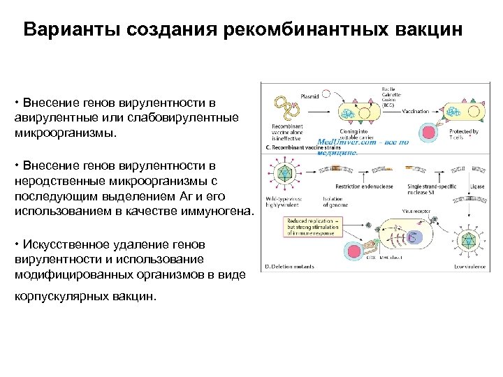 Варианты создания рекомбинантных вакцин • Внесение генов вирулентности в авирулентные или слабовирулентные микроорганизмы. •