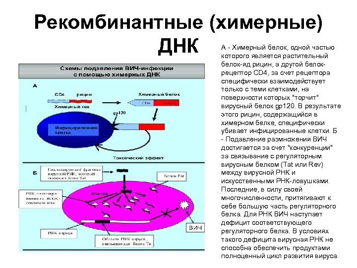 Рекомбинантные (химерные) ДНК А - Химерный белок, одной частью которого является растительный белок-яд рицин,