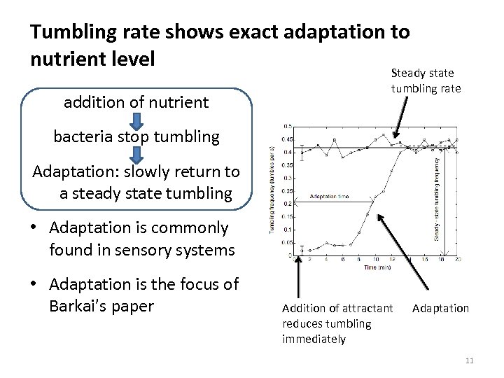 Tumbling rate shows exact adaptation to nutrient level addition of nutrient Steady state tumbling
