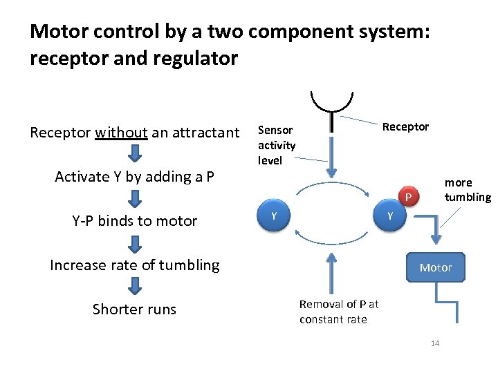 Motor control by a two component system: receptor and regulator Receptor without an attractant