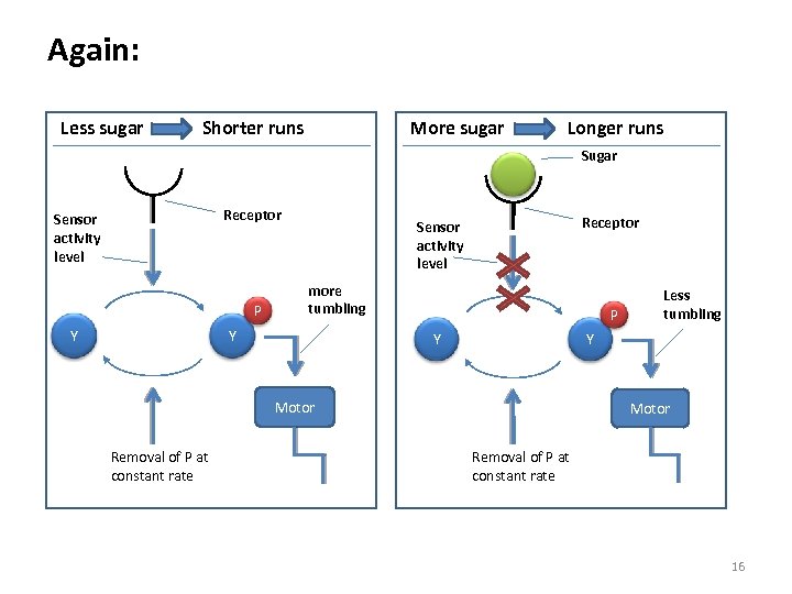 Again: Less sugar Shorter runs More sugar Longer runs Sugar Receptor Sensor activity level