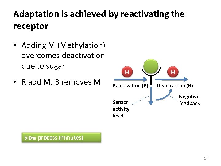 Adaptation is achieved by reactivating the receptor • Adding M (Methylation) overcomes deactivation due