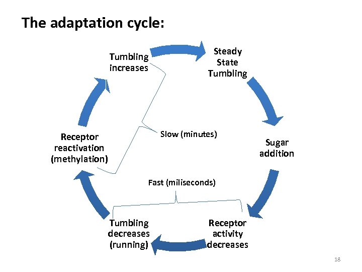The adaptation cycle: Tumbling increases Steady State Tumbling Slow (minutes) Receptor reactivation (methylation) Sugar
