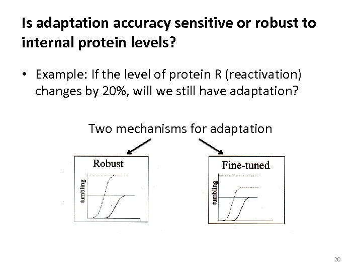 Is adaptation accuracy sensitive or robust to internal protein levels? • Example: If the
