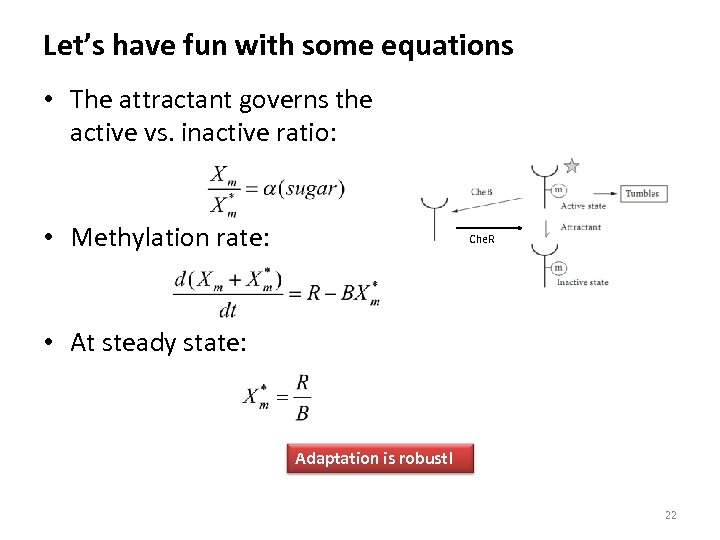 Let’s have fun with some equations • The attractant governs the active vs. inactive