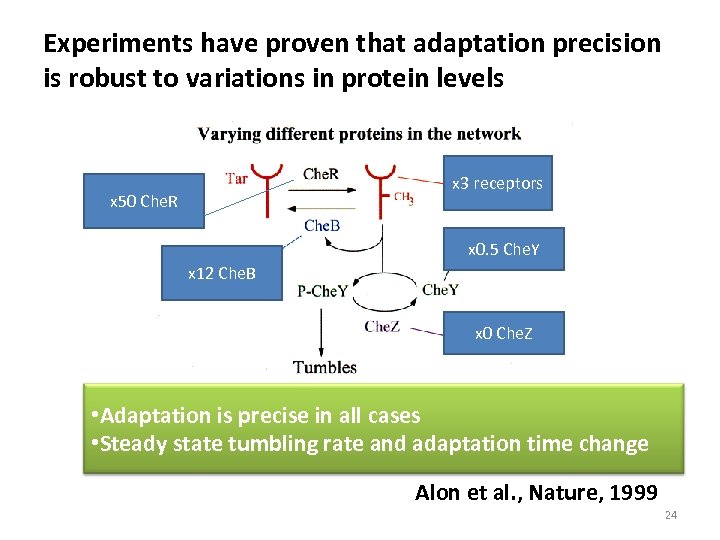 Experiments have proven that adaptation precision is robust to variations in protein levels x