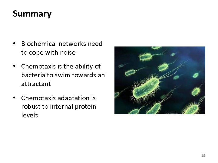 Summary • Biochemical networks need to cope with noise • Chemotaxis is the ability