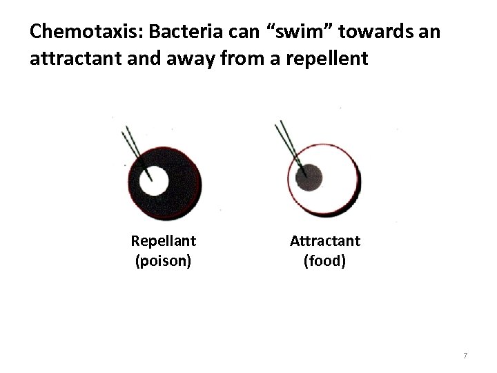 Chemotaxis: Bacteria can “swim” towards an attractant and away from a repellent Repellant (poison)