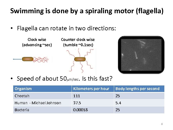 Swimming is done by a spiraling motor (flagella) • Flagella can rotate in two